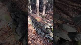 Stone walls fisher trapping [upl. by Ythomit804]