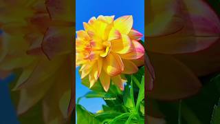 Dahlia Flower 😍naturegarden dahliaflowershorts [upl. by Phila513]