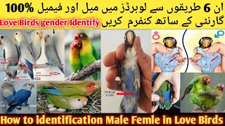 How to Identify Male Female In Love Birds l How To Difference Male And Female In Love Birds 2023 [upl. by Enajaras]