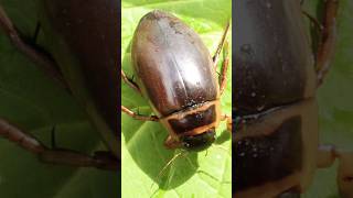 Great Diving Beetle Facts 😘😀😀divingveetle [upl. by Jermain]