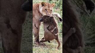 Shocking Lion Attack on Monkey A Wild Jungle Showdown [upl. by Garrek]