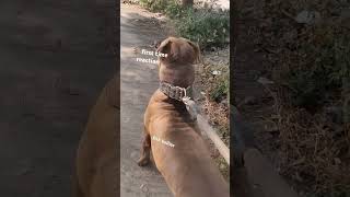 xxl bully pitbulls dog pitbull americanbully ytshorts feedshorts doglover [upl. by Ailemap]