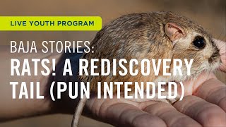 Baja Stories Rats A Rediscovery Tail Pun Intended [upl. by Aztiray]