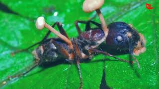 Zombie Ants  Ophiocordyceps Unilateralis  Rare Species 3 [upl. by Towbin]