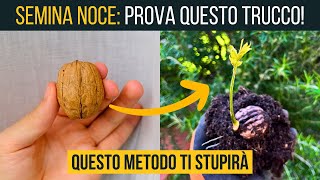 SEMINARE IL NOCE🍈 Trucchi e Consigli per un Successo Assicurato ✅ [upl. by Lramaj]