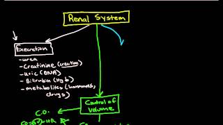 Physiology of the Renal System Introduction [upl. by Razec790]