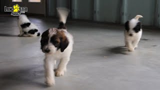 Sheepadoodle Puppies [upl. by Ennybor133]