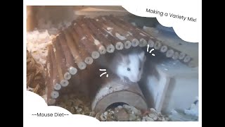 putting together a variety mix  pet mouse diet [upl. by Cristie532]