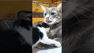 Rescued kitten surprises older cat at the first meeting  Compilation shorts [upl. by Amirak]