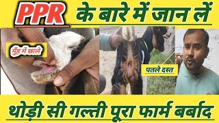 Bakri Ke Bacche Ko PPR Memna Kabhi Na Kharide Naye Bakri Palak Bhae [upl. by Anerahs]