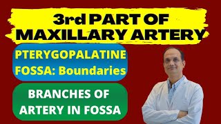 3rd PART OF MAXILLARY ARTERY  Pterygopalatine Fossa [upl. by Aicemat]