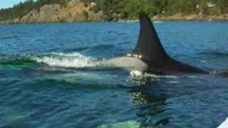 Kayaking with Killer Whales in the San Juan Islands [upl. by Eedya]