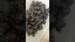 HOW TO COOK PORAGE UNRIPE PLANTAIN food foodie shorts [upl. by Heymann]