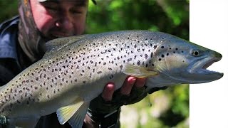 Fly Fishing New Zealand  quotNeck deep in the Gin Clearquot [upl. by Wight385]