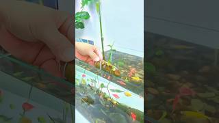 Ginger Fish Tank Trick for Healthy Fish [upl. by Tonya851]