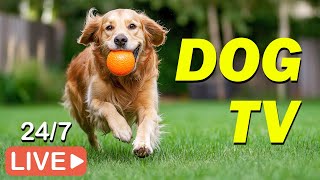 🔴LIVE DOG TV🐶Best Video for Dogs to Watch Prevent Boredom amp Anti Anxiety When Home Alone💖DOG Music [upl. by Wulfe115]