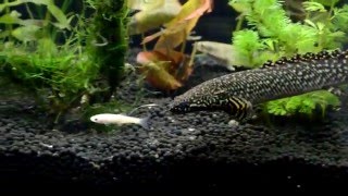 Ornate Bichir Ambush [upl. by Surad]