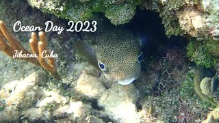 Snorkeling in Jibacoa Cuba [upl. by Alexandria940]