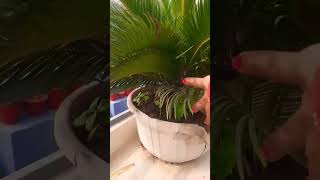 cycas plant ytshorts yourubeshorts tranding gardeningtips nature 🪴🪴🪴 [upl. by Lac795]