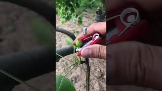 Portable fruit tree flower and fruit pruning tool Good tools can increase work efficiency [upl. by Biggs]