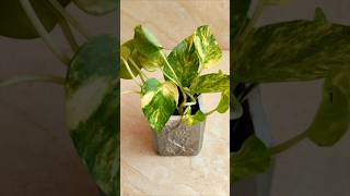 Indoor plants decoration idea moneyplant pothos homedecor homegarden viralshorts [upl. by Georas]