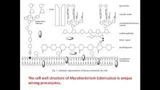 Membrane lipid content of Mycobacterium tuberculosis [upl. by Yul]