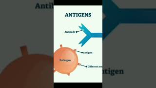 Structure of antibody and how to bind with antigen [upl. by Florrie]