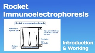 Rocket Immunoelectrophoresis Introduction and Working [upl. by Domella351]