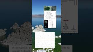 Would you visit Mono Lake monolake mystery lake explorenature [upl. by Eulau]