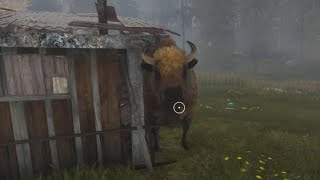 European bison jumpscares then destroys the cabin [upl. by Teferi830]