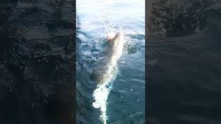 Youve never seen Alaskan Halibut like this halibut alaskanhalibut fish fishing gopro [upl. by Arnaldo]