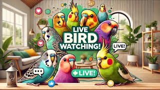 Live Bird Watching with Budgies amp Cockatiels  RealTime Interaction amp Fun Facts [upl. by Jakob209]