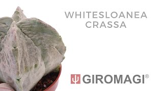 Whitesloanea crassa [upl. by Arondell]