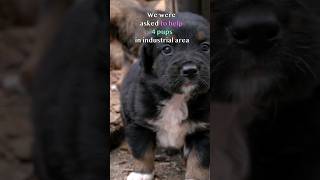 Orphaned Puppies Desperately Trying To Survive animalrescue dog puppy shorts [upl. by Thgirw]