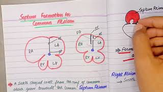 Septum formation in common atrium  CVS embryology by Drsafwan Naveed [upl. by Eiclud710]