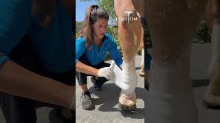 Lymphangite chronique avant et après Nous sommes trop contents du résultat 🥹 cheval [upl. by Sherri]