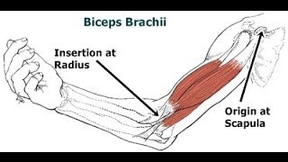 Hip extension manual muscle testing in supine [upl. by Ran538]