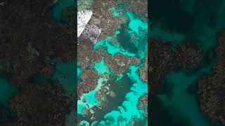 Cancun Club Med Birds Eye View clubmed cancun drone reef [upl. by Eseilenna110]