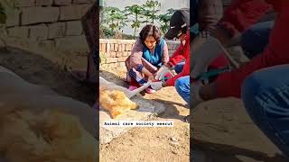 Dog suffering from distemper disease foryou shortsfeed doglovers viralvideo youtubeshorts [upl. by Laamaj]