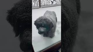 Newfoundland dog covered in snow [upl. by Sert]