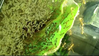 My Current Asian Weaver Ant Colony Inside An Oecophylla smaragdina Nest [upl. by Rotkiv]