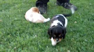 Cavalier King Charles Spaniel Puppies For Sale [upl. by Ammej]