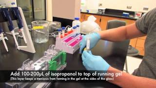 How to make an acrylamide gel for electrophoresis [upl. by Layton]