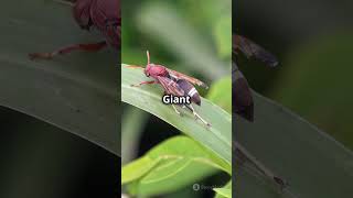 Top 5 Most Dangerous Insects in the World  insect mosquito wasp facts shorts [upl. by Lexis]