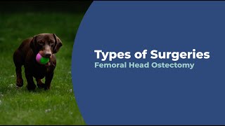 What is a Femoral Head Ostectomy  Types of Surgeries  Capital Animal Hospital [upl. by Ardnuek879]