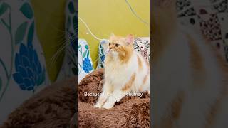 Billu ne kiya case solve😳😱catcomedy comedy billucat sajidcat cat catlover catworld [upl. by Grove]