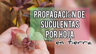 Como Propagar Suculentas por Hoja en sustratoJardín Suculento [upl. by Ellenor]