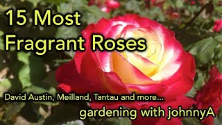 15 Most Fragrant Roses  David Austin Meilland Tantau and others [upl. by Melnick]