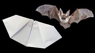 IL MIGLIOR AEREOPLANO DI CARTA VOLA COME UN PIPISTRELLO  Come Fare un Aereo di Carta [upl. by Ulrika722]