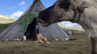 Tsataan  reindeer herders of Mongolia Trans Mongolian route [upl. by Eenhpad]